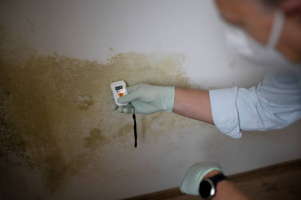 Best DIY Mold Remediation Support Services in Tallapoosa, GA