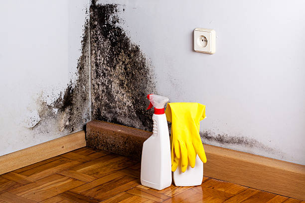 Best Post-Flood Mold Remediation in Tallapoosa, GA
